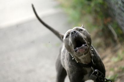 The Pit Bulls Of&nbsp;Society